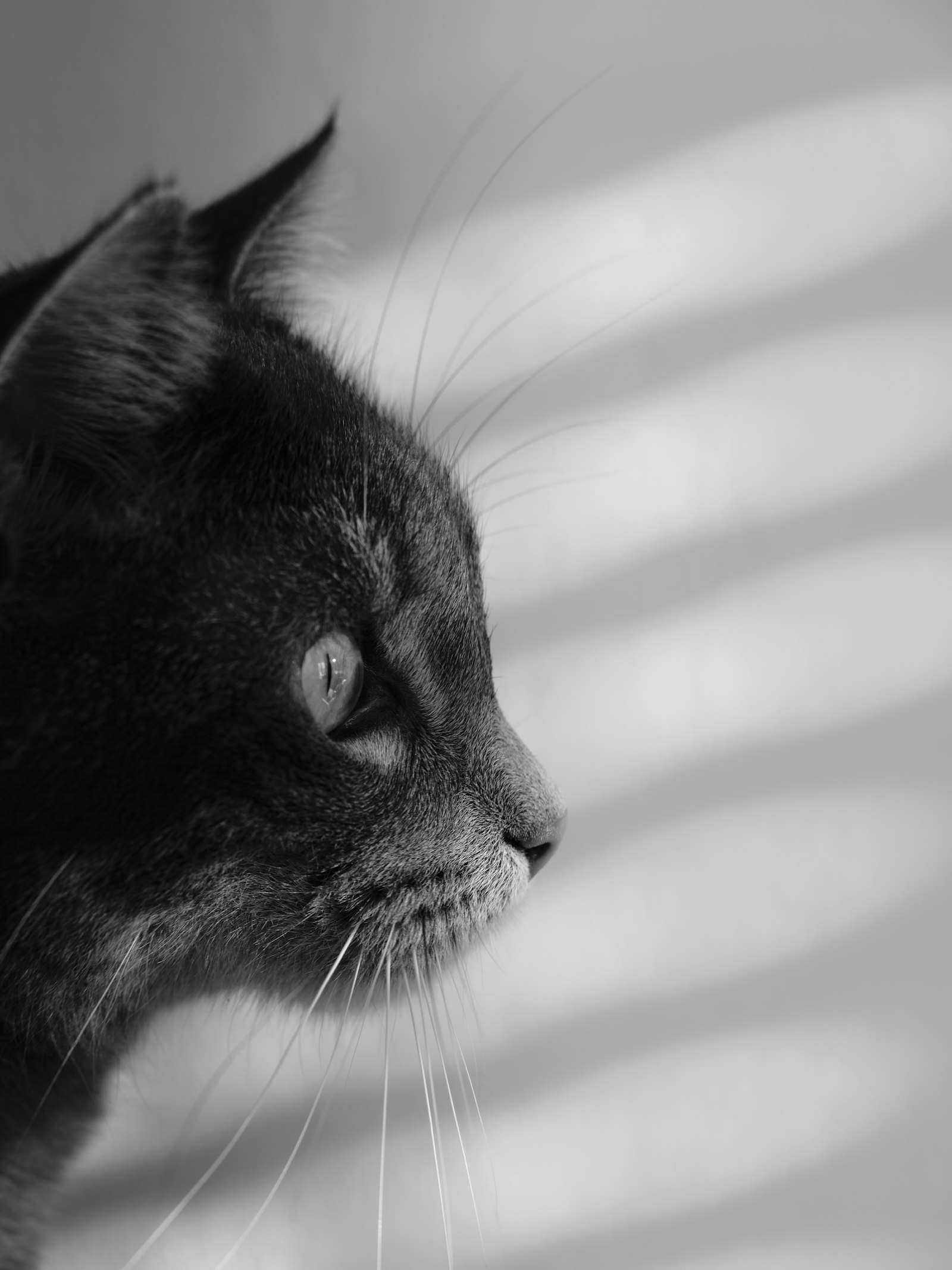 A veterinarian gently examining a cat