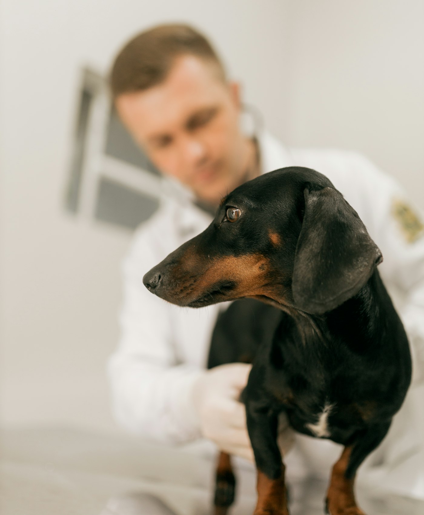 A veterinarian examining a dachshund