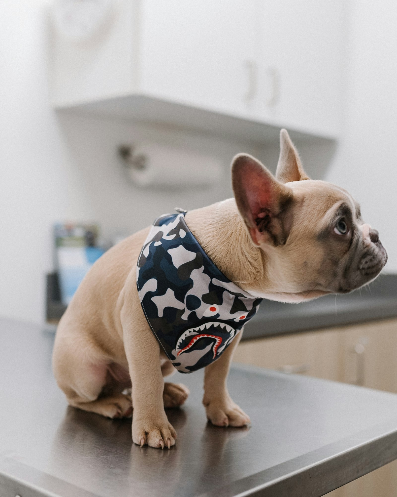 A dog sitting calmly on the exam table