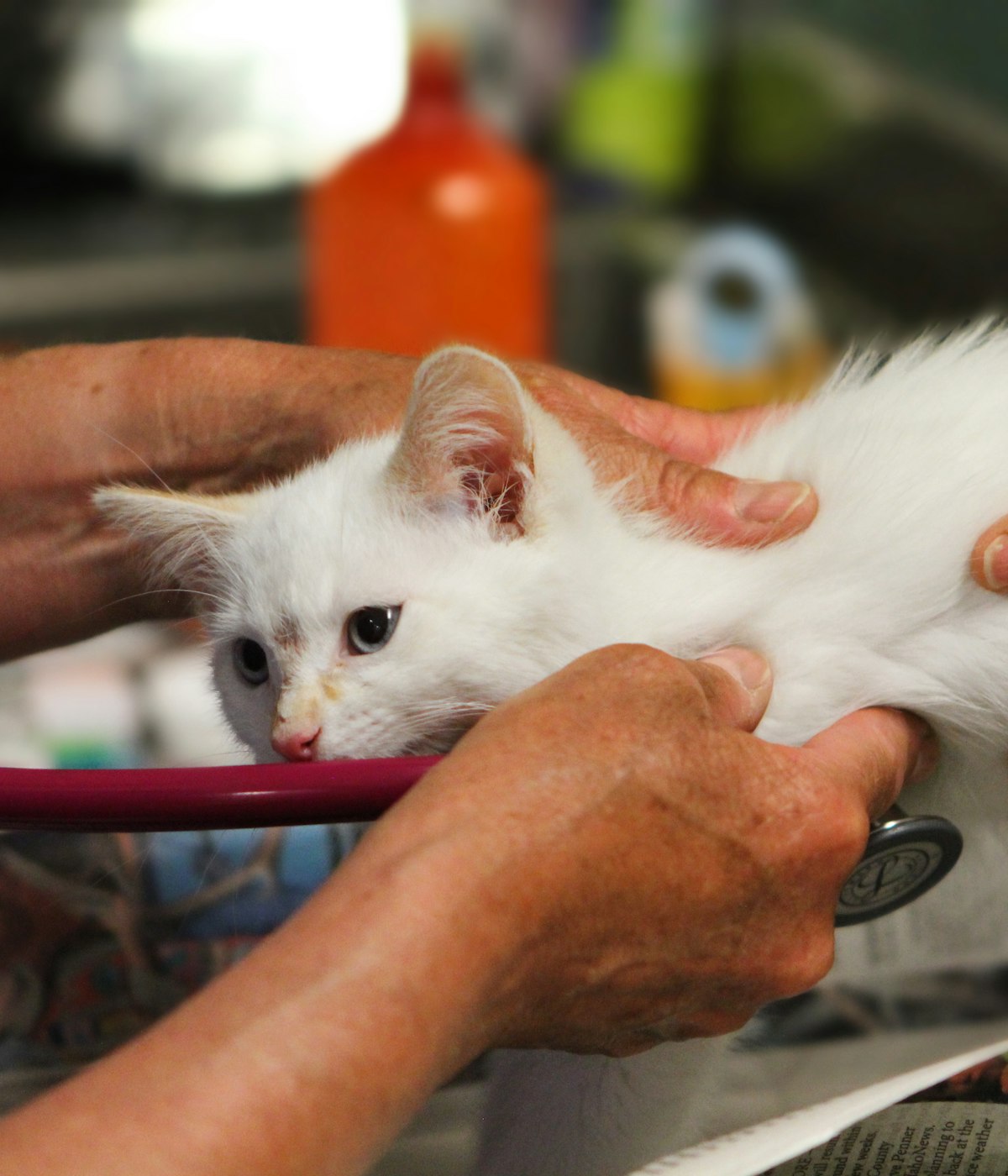 A kitten getting a gentle checkup